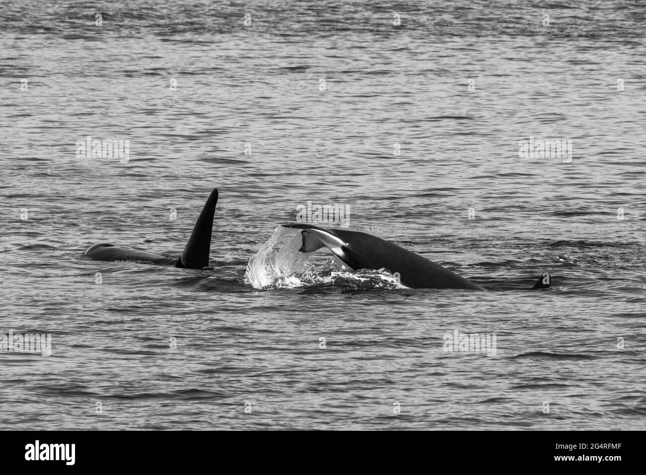 Transiente Orca Wale fluke in der Saratoga Passage in der Nähe von Oak Harbor, Washington, USA Stockfoto