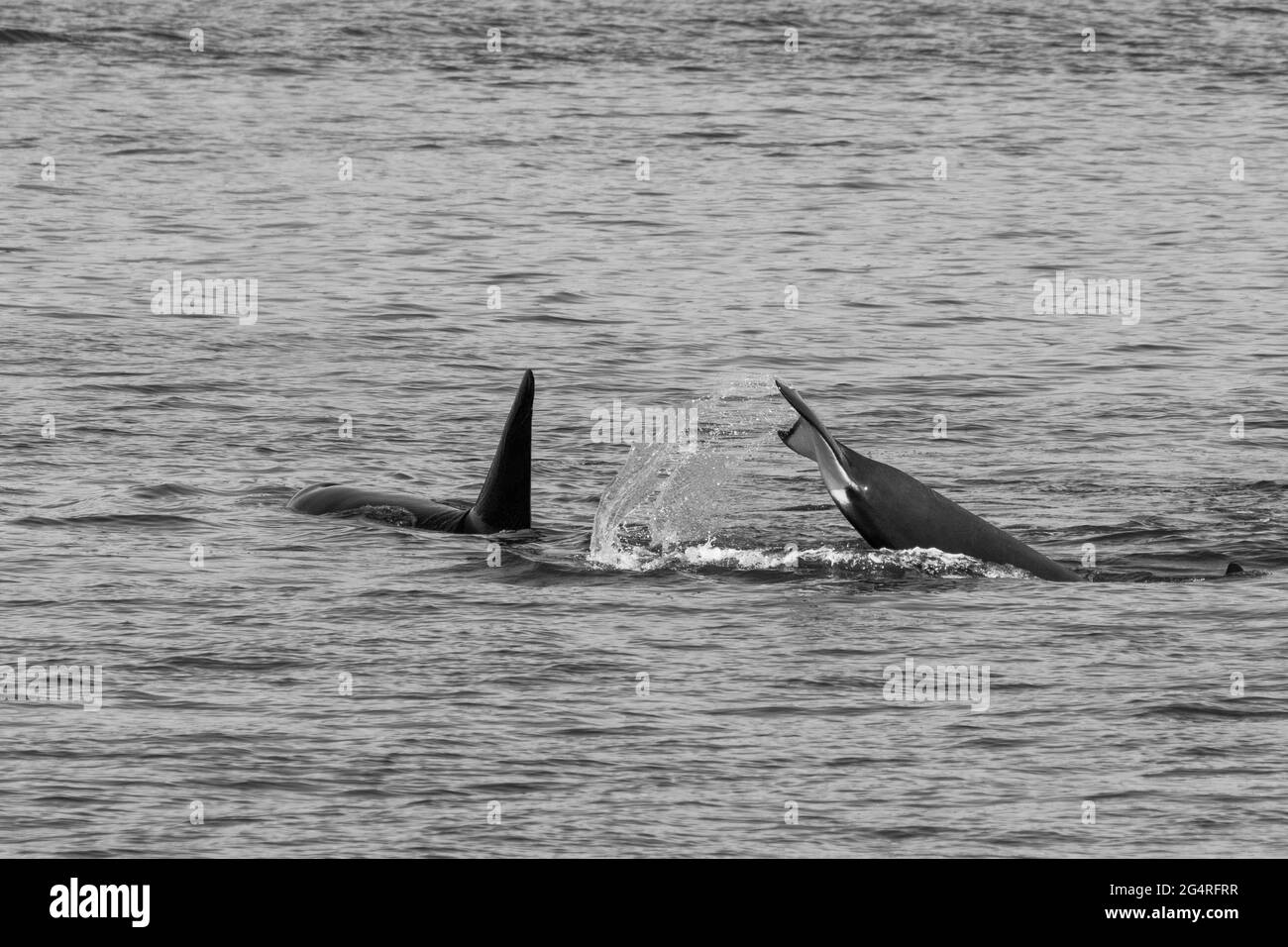 Transiente Orca Wale fluke in der Saratoga Passage in der Nähe von Oak Harbor, Washington, USA Stockfoto