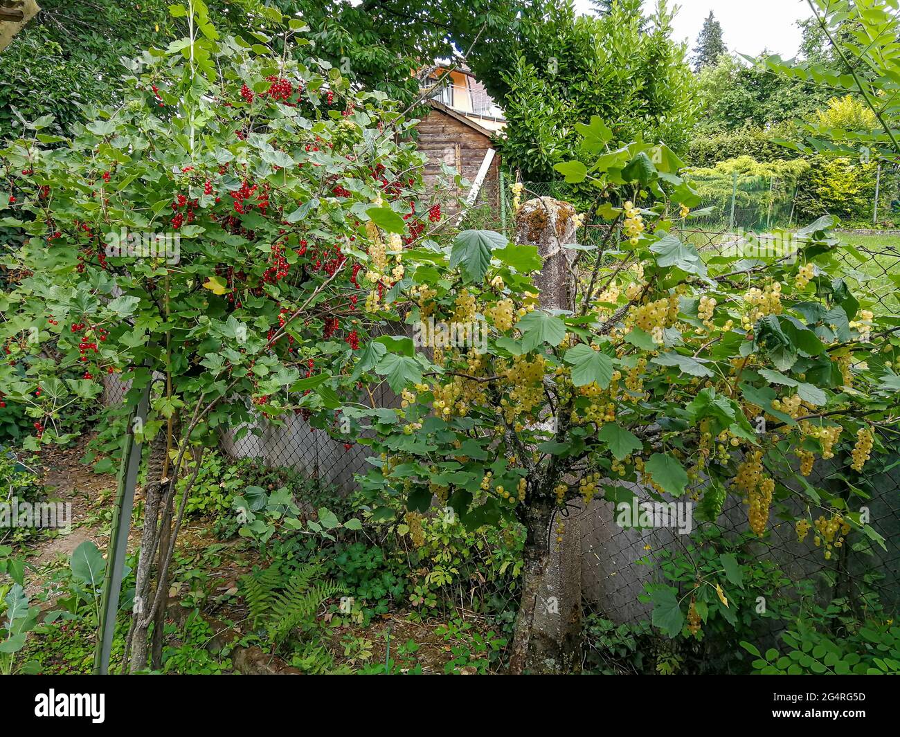 Rote Johannisbeere und gelbe Johannisbeere Büsche in einem natürlichen Garten bereit für die Ernte Stockfoto