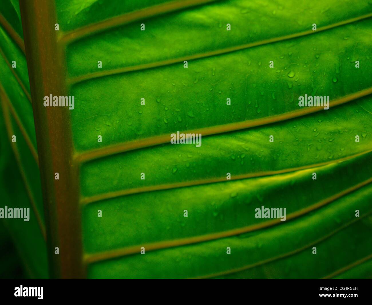 Schöne Details von launisch dunkelgrünen Pflanzenblättern mit Regentropfen. Vene und Textur eines großen Blattes. Natürlicher abstrakter Hintergrund. Stockfoto