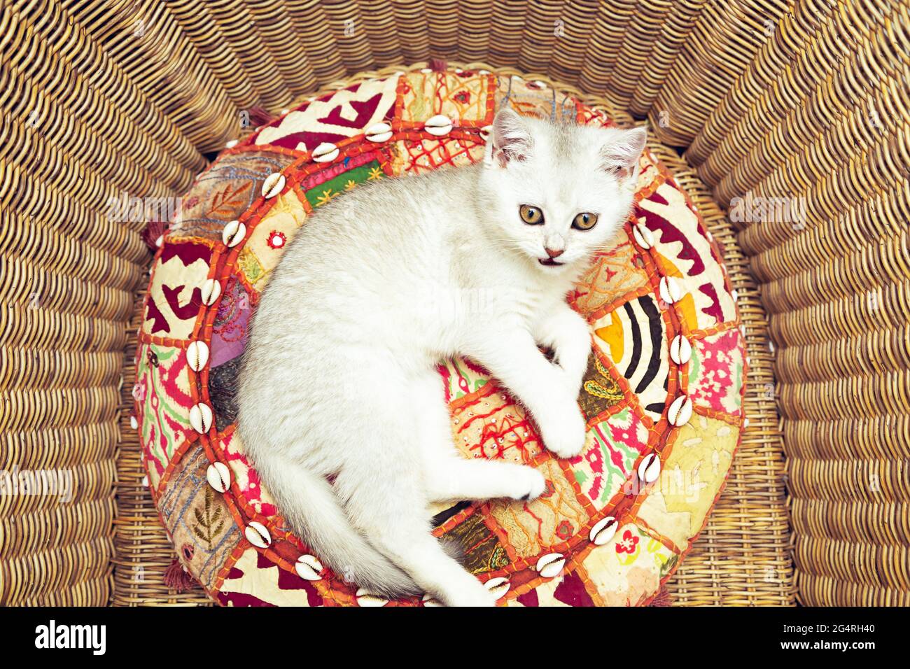 Weiße britische Katze in einem Korbsessel auf einem hellen Kissen. Stockfoto