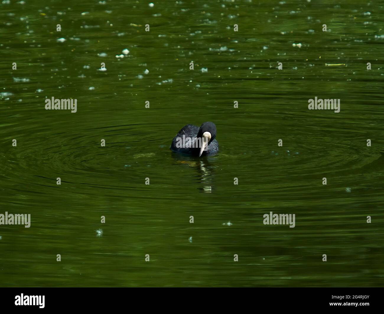 Ein Ruß hält in seinem Schwimmen über glasigen Gewässern spiegelt die Bäume rund um Hampstead Pond und scheint zu seiner eigenen Reflexion zu blicken. Stockfoto