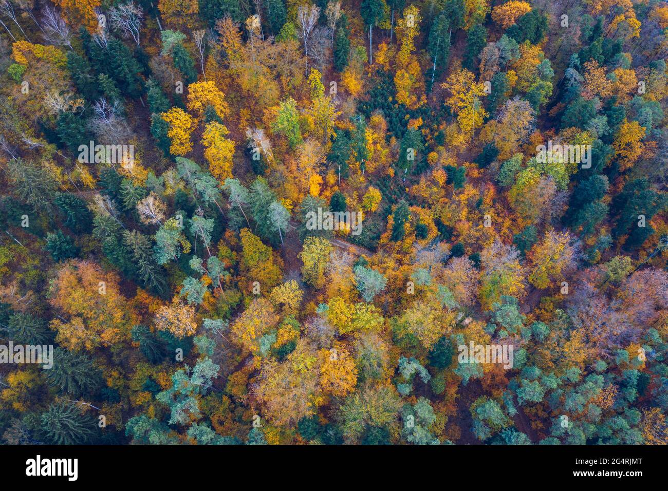 Luftbild von Oben nach Unten Blick auf Herbst Wald mit grünen und gelben Bäume. Gemischten Laub- und Nadelwald. Herbst Wald von oben. Bunte Wald ae Stockfoto
