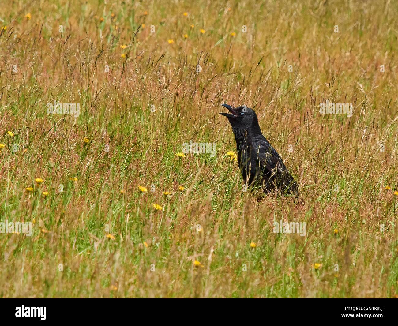 Eine Krähe inmitten von ruddygem, langem Gras und wilden Blumen, die sich mit offenem Schnabel in der Sonne sonnen und in der Sommerhitze zu schwärmen scheinen. Stockfoto