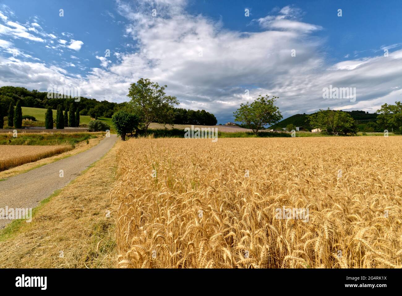 Weizenfeld in Le Castellet, einer Gemeinde im Département Alpes-de-Haute-Provence im Südosten Frankreichs Stockfoto