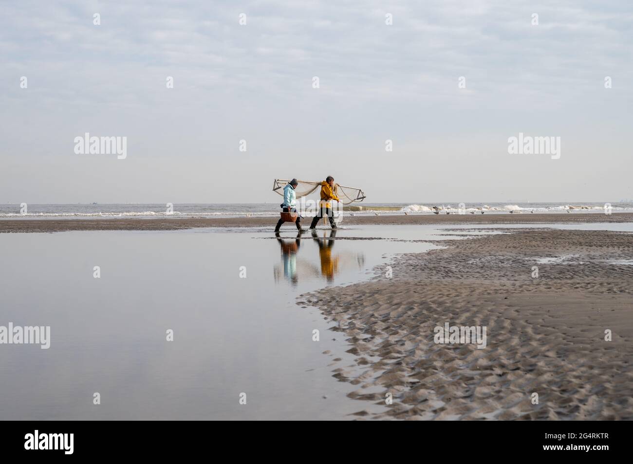 27. April 2021, De Haan, Belgien, sammeln zwei Fischer Muschelmuscheln bei Ebbe am Sandstrand der Nordsee Stockfoto