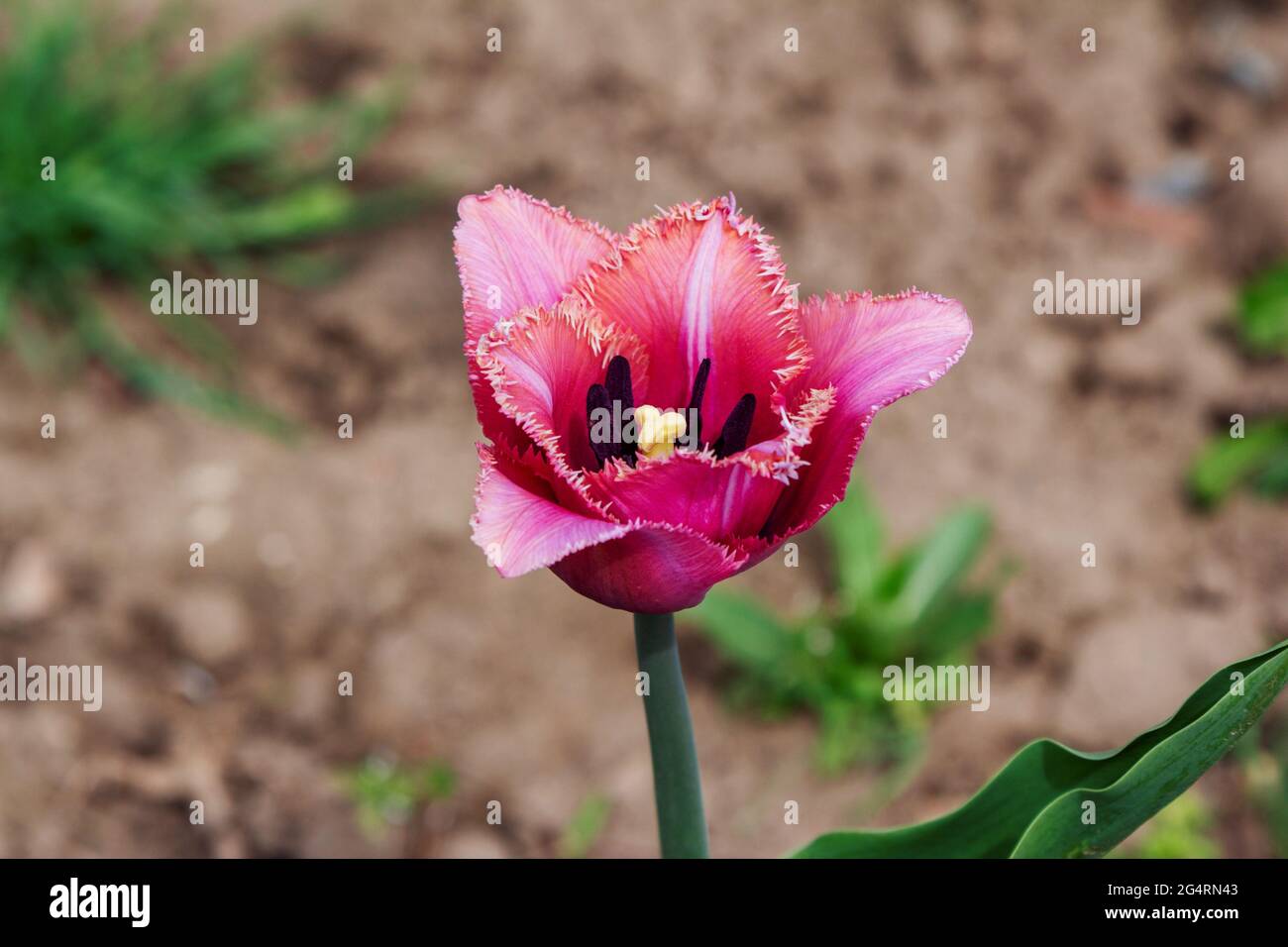 Nahaufnahme einer wunderschönen rosa umsäumten oder terry Tulpenblume, die in einem Garten wächst Stockfoto
