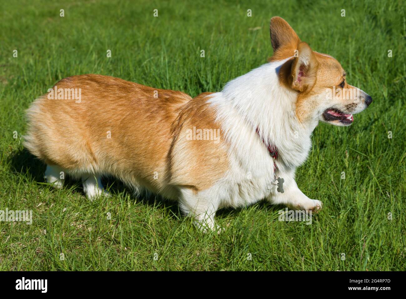 Welsh Corgi Hund auf grünem Gras Stockfoto