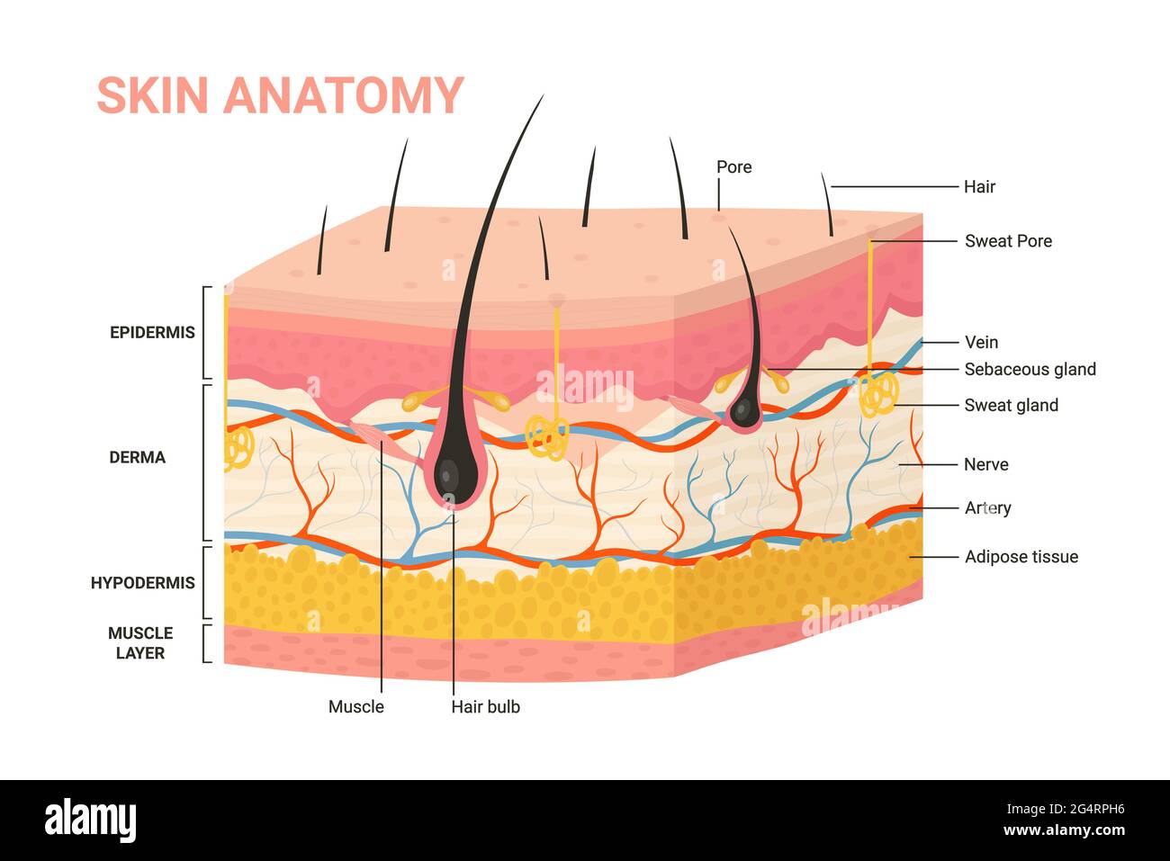 Hautebenen, Struktur Anatomiediagramm Vektordarstellung. Cartoon menschliche Haut Infografik anatomische Bildung Hintergrund, Epidermis mit Haarfollikel, geschichtete Unterhaut und Dermis, Schweißpore Stock Vektor