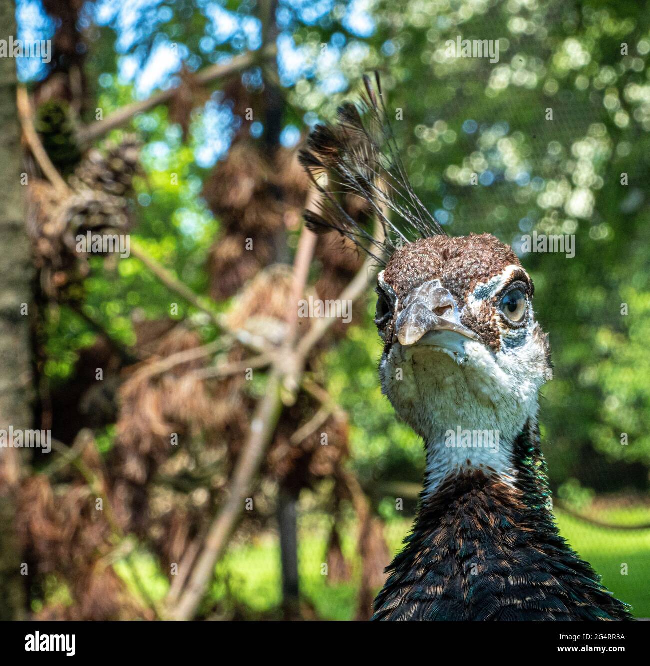 Nahaufnahme der Makroansicht des Pfaus mit Kopf und Hals, die Augen mit Schnabel und Krone zeigt Stockfoto