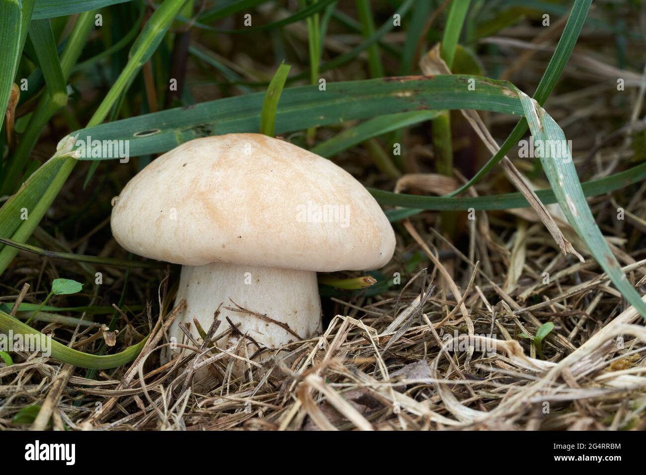 Essbarer Pilz Calocybe gambosa auf der Wiese. Bekannt als St. George's Pilz. Wilder Pilz wächst im Gras. Stockfoto