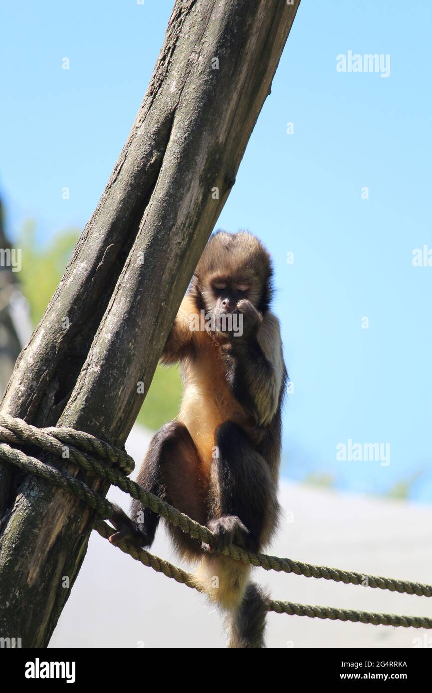 Nahaufnahme eines getufteten Kapuziner oder braunen Kapuziner (Sapajus apella) am Seil Stockfoto