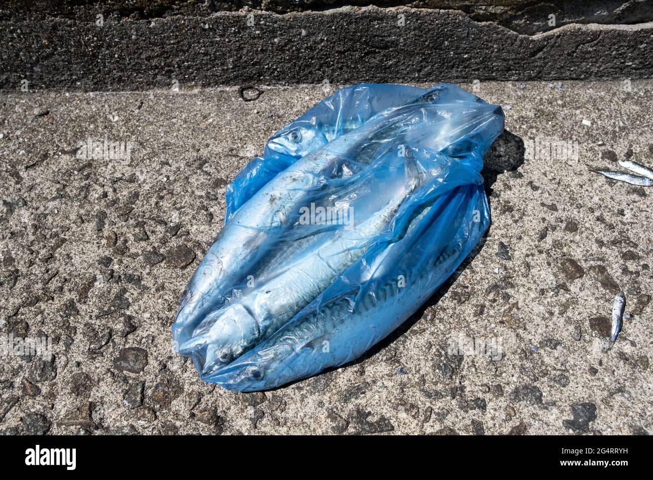 Frankreich, Bretagne. Illustration des täglichen Lebens. Foto von Martin Bertrand Frankreich, Bretagne, Illustration de vie quotidienne. Stockfoto