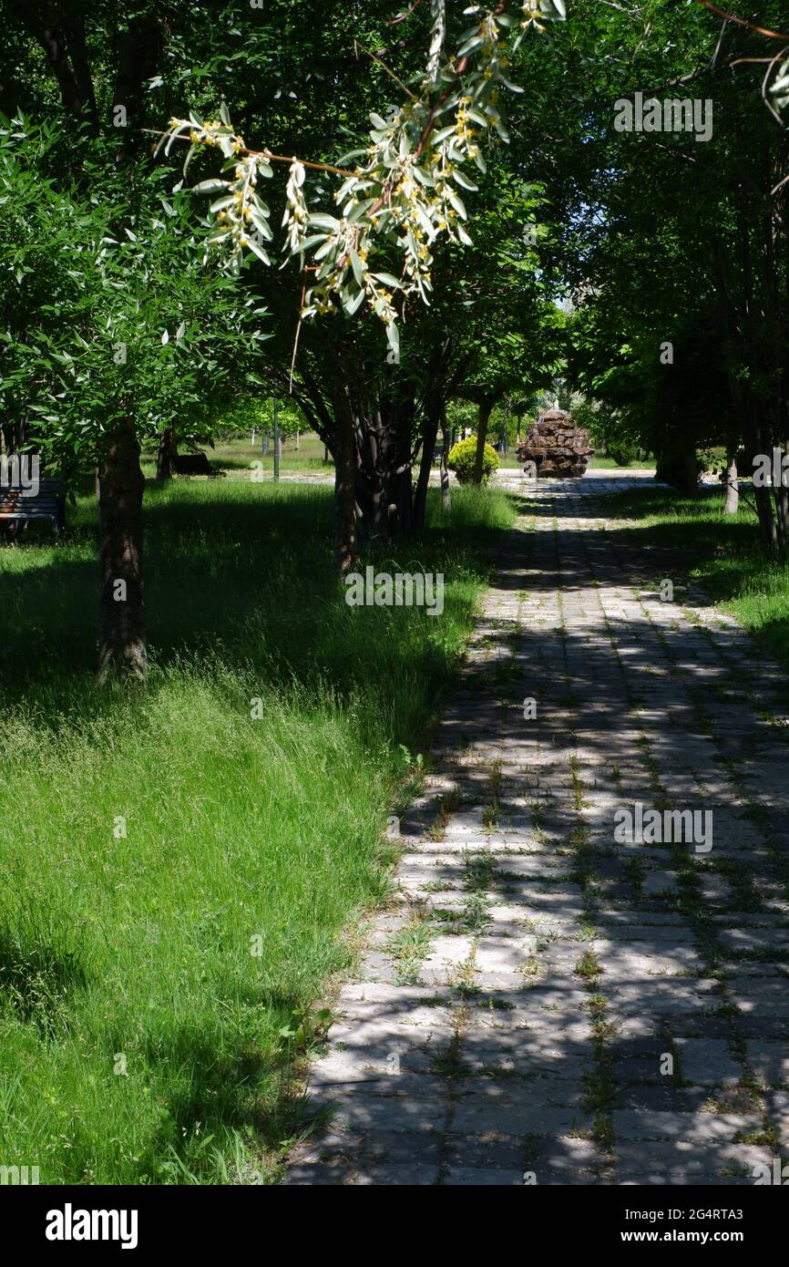 Bäume und Gras aus dem Hasan Onal Park Eskisehir Türkei Stockfoto