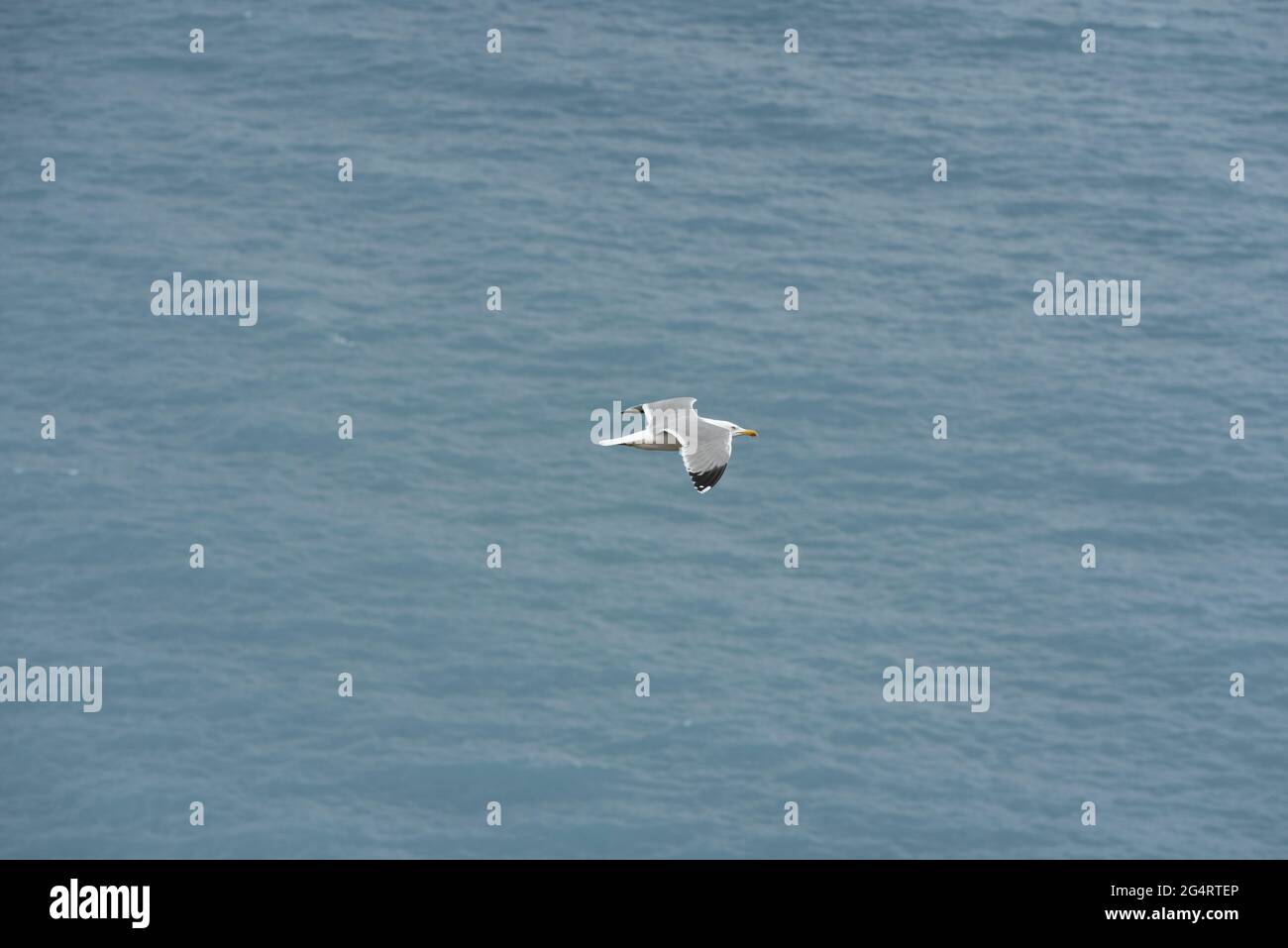 Möwe der Art Larus michahellis michahellis von oben gesehen fliegt über dem Meer. Stockfoto