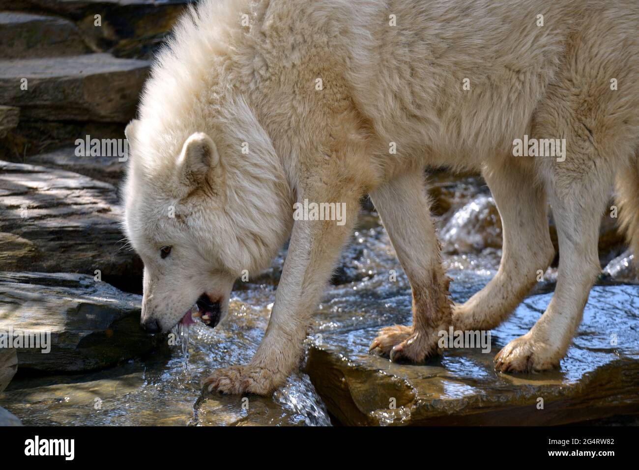 Nahaufnahme weißer arktischer Wolf (Canis lupus arctos) offener Mund und im Wasser vom Profil aus gesehen Stockfoto