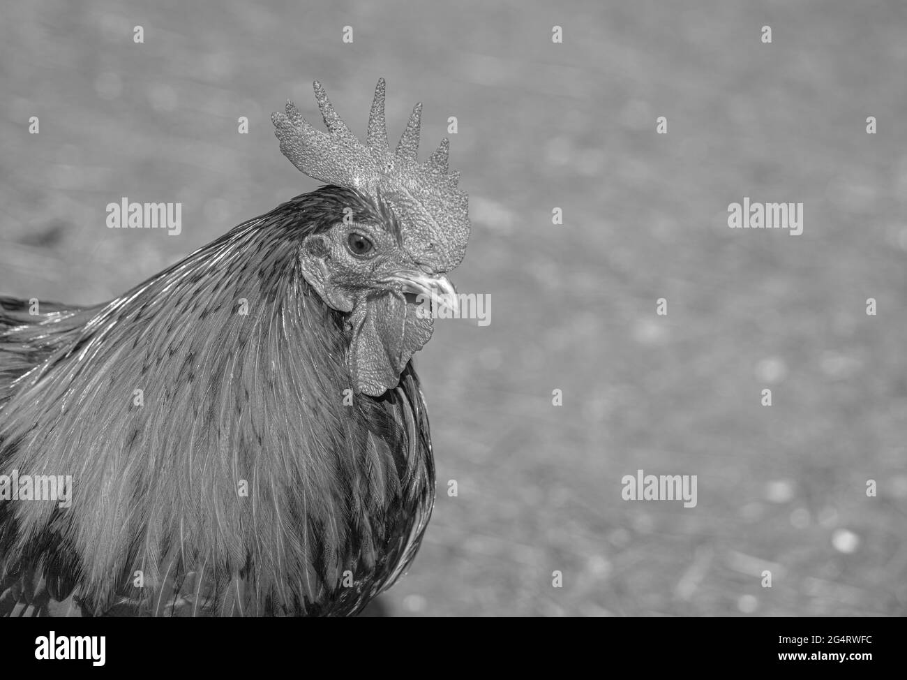 Hähnchencockerel-Hühnerhennen Makroansicht der Vögel mit goldschwarzen rot-gelben Federn Stockfoto