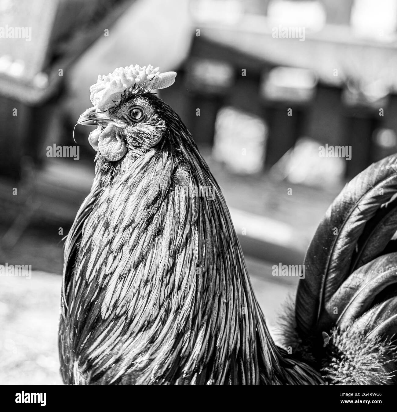 Hähnchencockerel-Hühnerhennen Makroansicht der Vögel mit goldschwarzen rot-gelben Federn Stockfoto