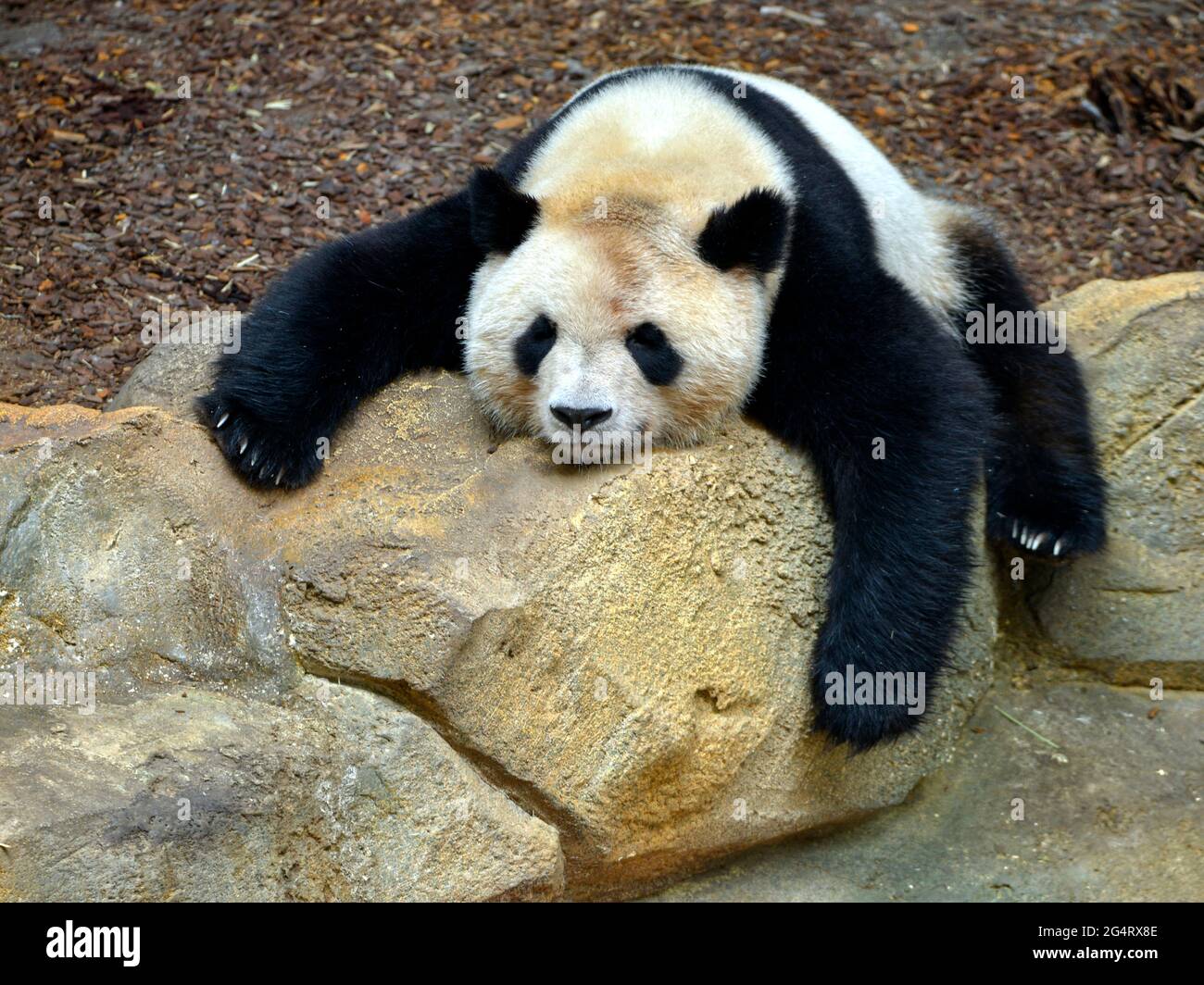 Der riesige Panda (Ailuropoda melanoleuca) schlief und sackte auf einem Felsen Stockfoto