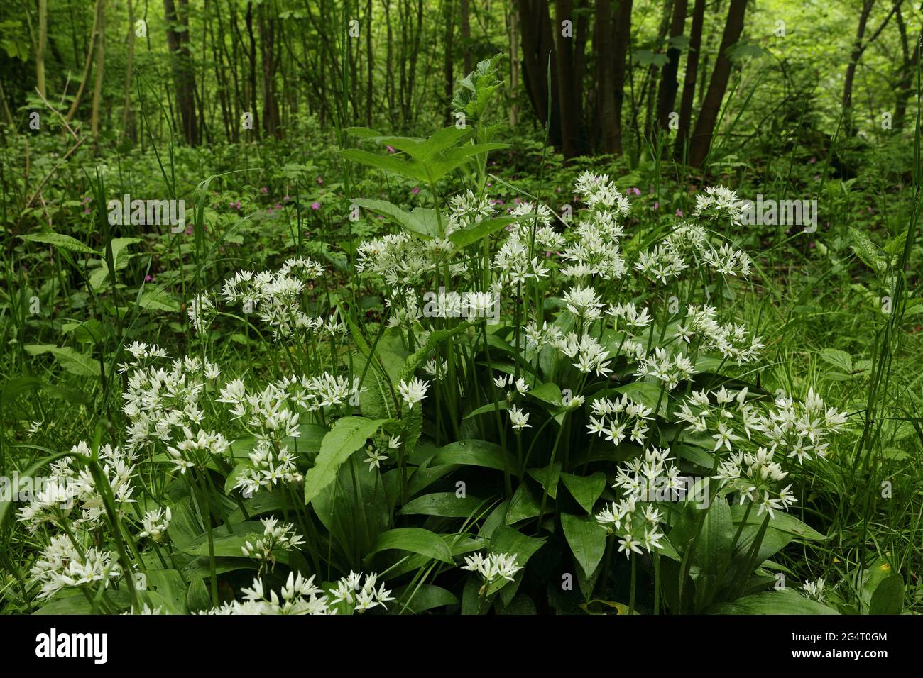 Bärlauch wächst im Frühling in der Landschaft von Yorkshire. Stockfoto