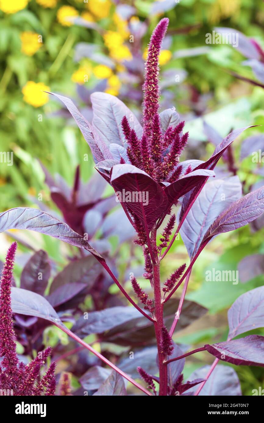 Amaranthus cruentus Fotos und Bildmaterial in hoher Auflösung Alamy