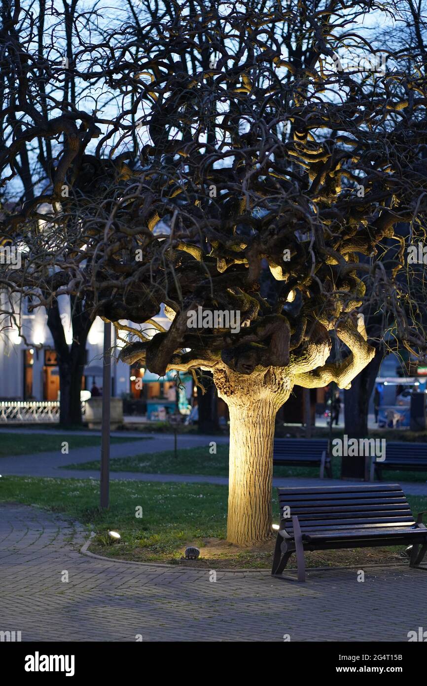 Baum in der Nacht im Park Stockfoto