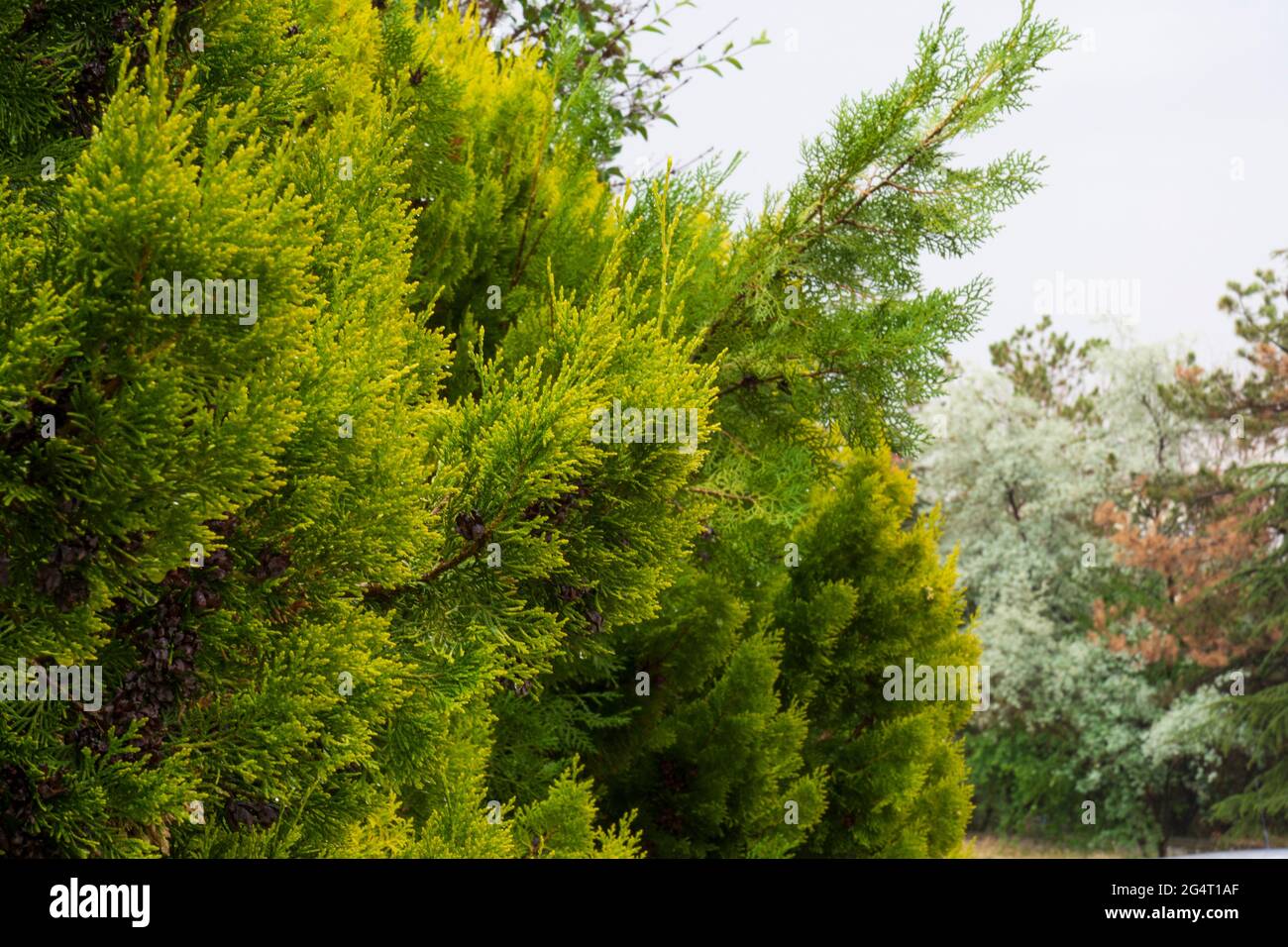 Gemeine Zypresse Stockfotos und bilder Kaufen Alamy