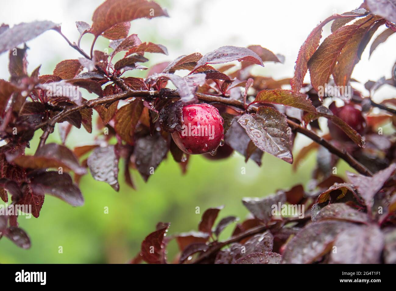 Pflaumenbaum mit rotem Blatt und seiner Frucht am Ast. prunus cerasifera. Selektiver Fokus Früchte. Stockfoto