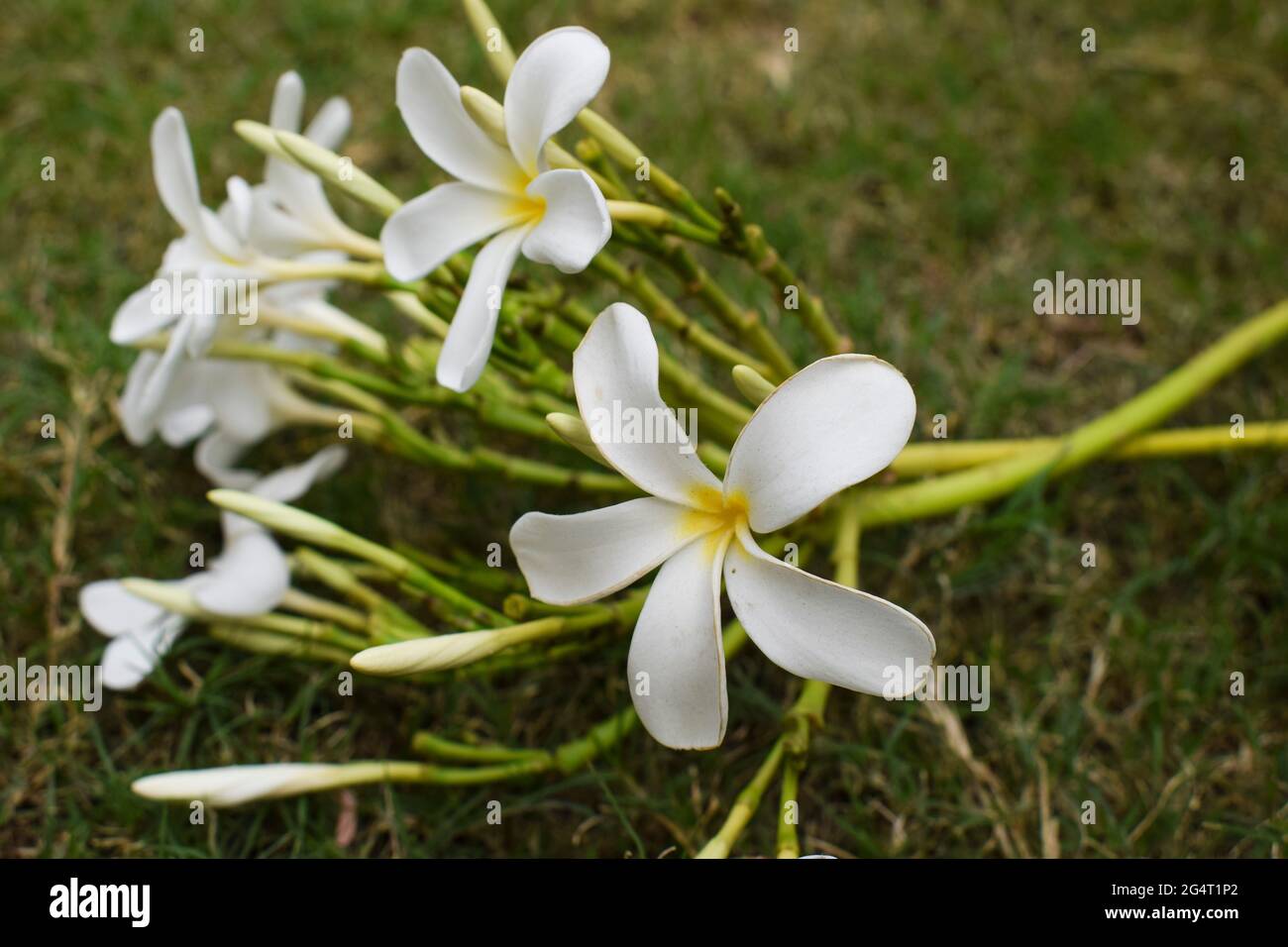Schöne Plumeria Blumen auch als Champa oder Frangipani bekannt. Bund blühender weißer Blumen mit Knospen Stamm, der auf Grasboden im Rasengarten von liegt Stockfoto