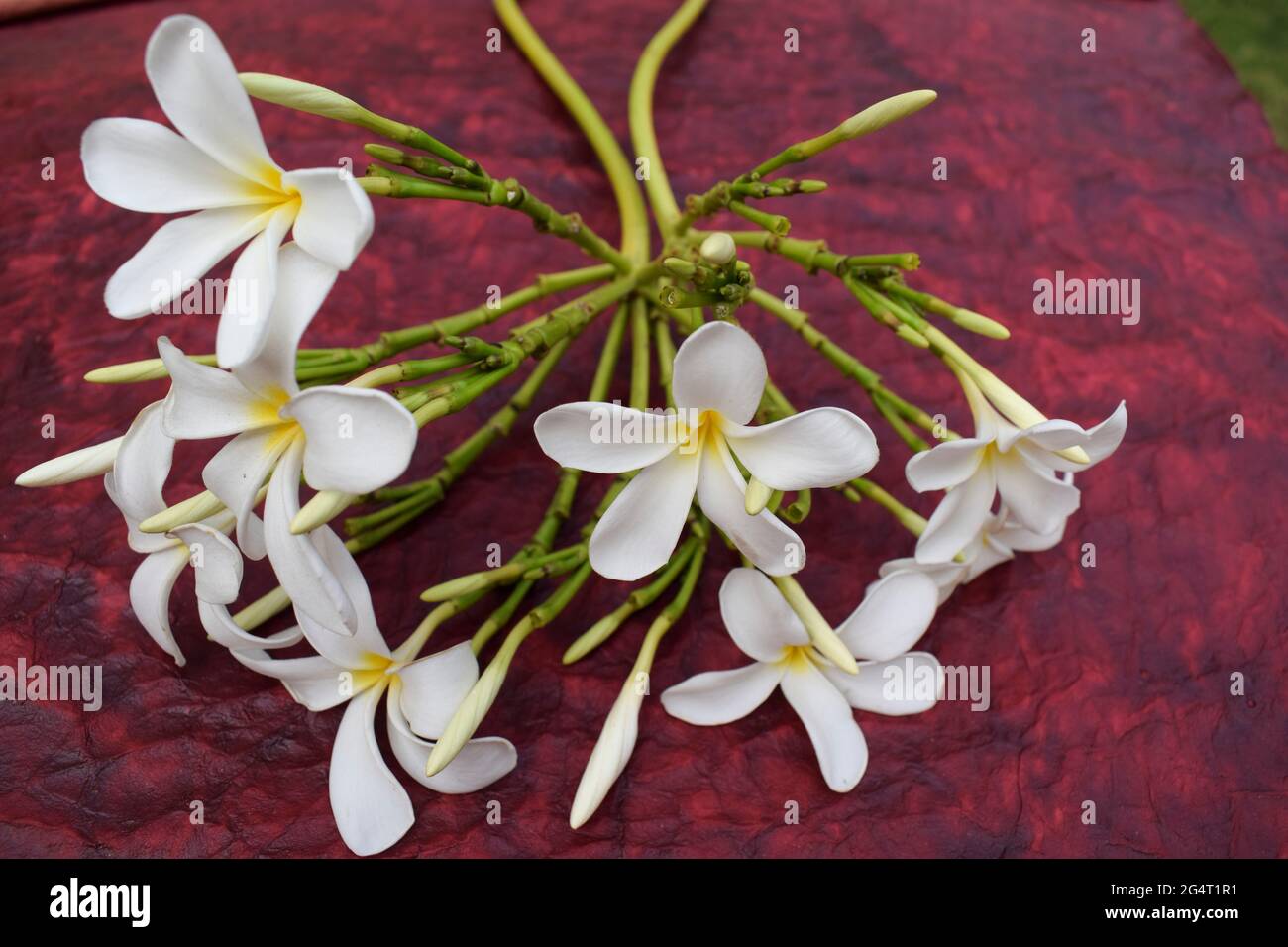 Schöne Plumeria Blumen auch als Champa oder Frangipani bekannt. Bund blühender weißer Blumen mit Knospen Stamm, der auf Grasboden im Rasengarten von liegt Stockfoto