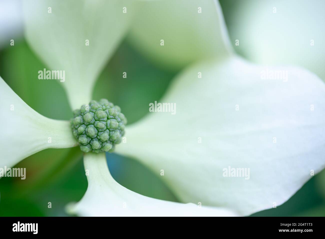 Im Sommer blüht der Dogwood Baum (Cornus hongkongsensis).Blume aus nächster Nähe Stockfoto