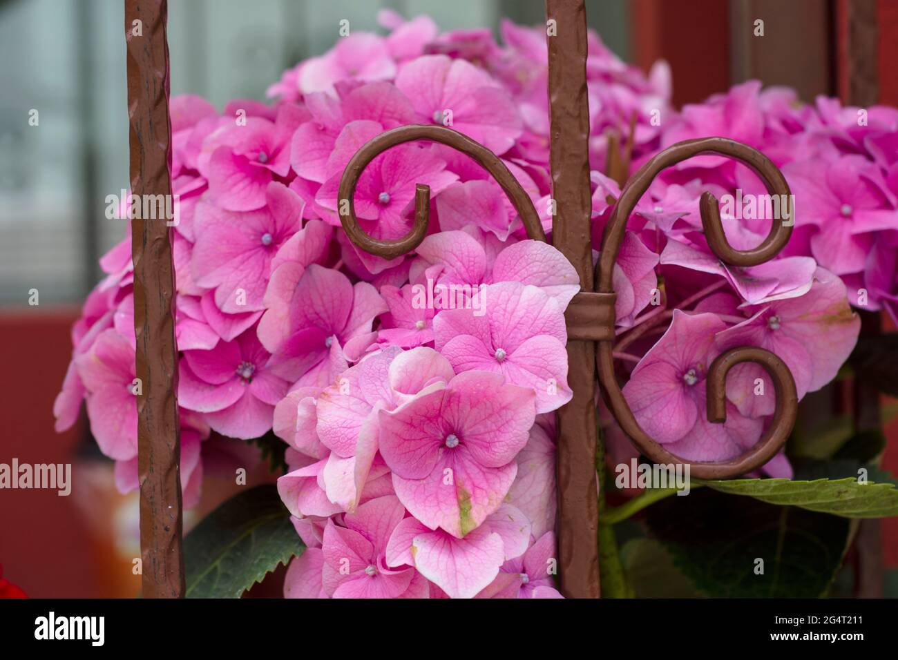 Zwischen den Fensterleisten, eine schöne rosa Hortensienblume. Selektive Fokus Blumen Stockfoto