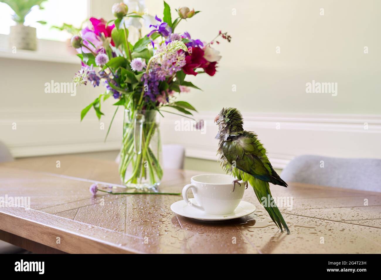 Nasser grüner Papagei, der in einer Tasse baden kann, Vogel genießend, Haustier quaker Papagei auf dem Tisch Stockfoto