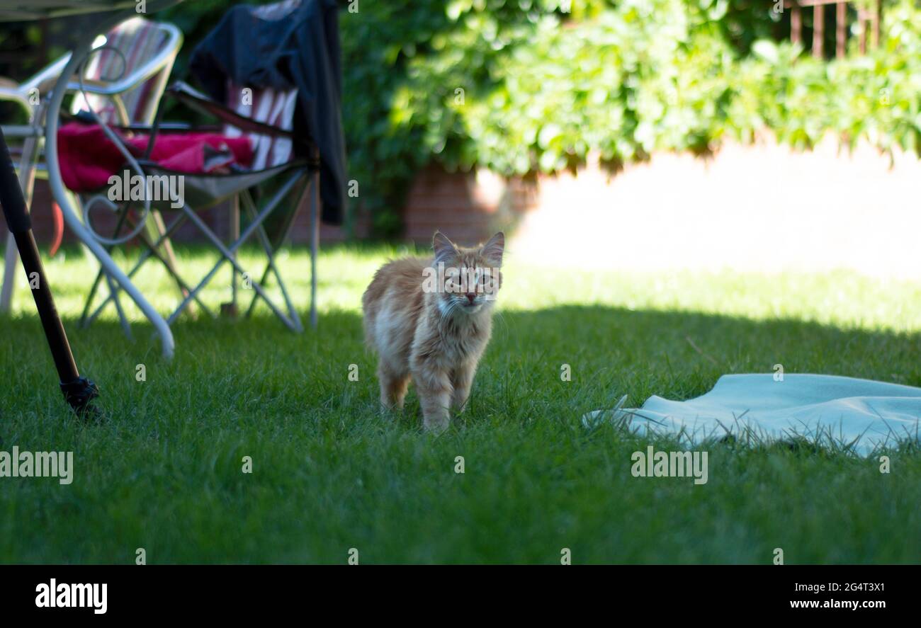 Kleine gelbe Katze kriecht auf dem Gras Stockfoto