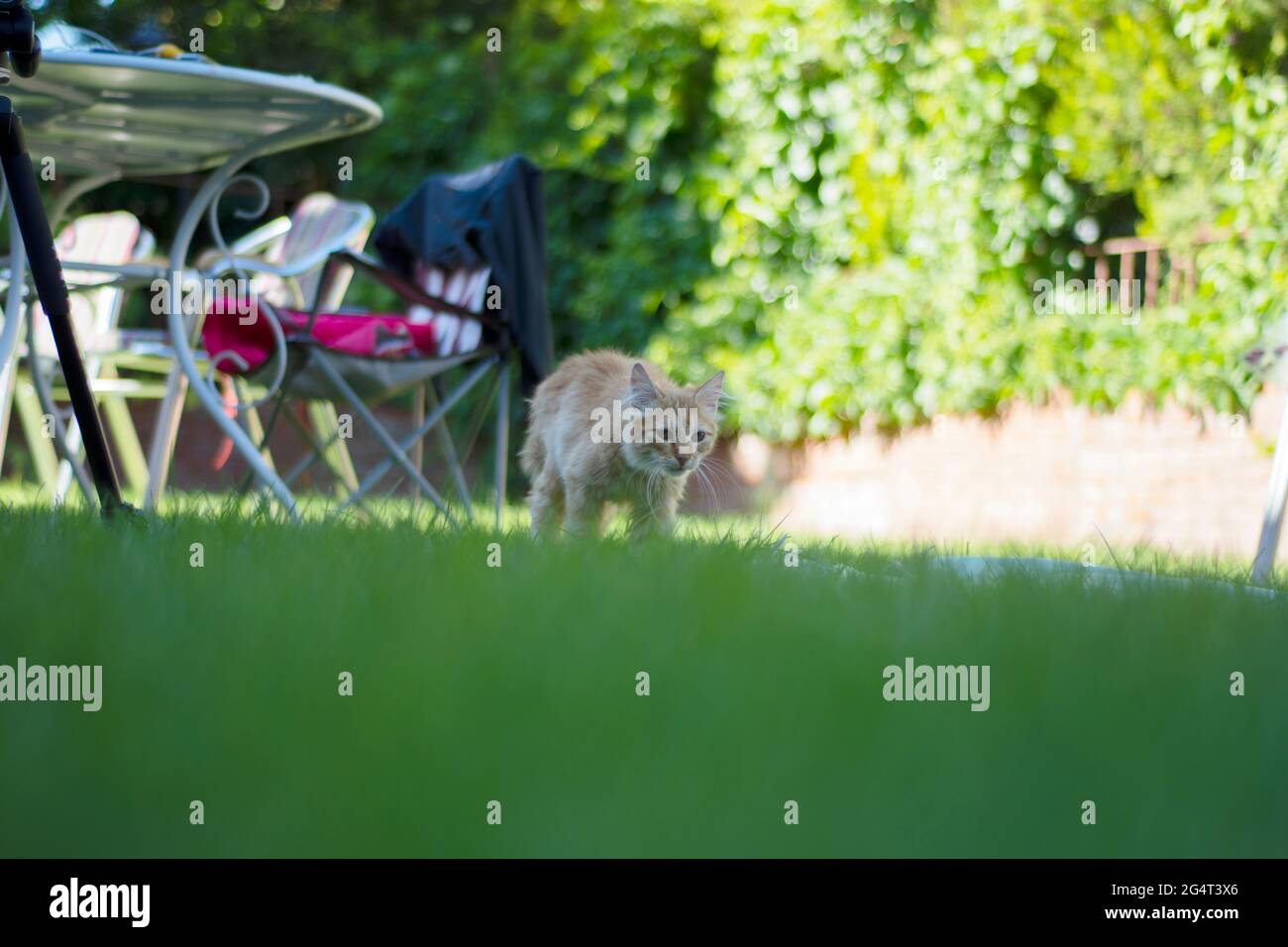 Kleine gelbe Katze kriecht auf dem Gras Stockfoto