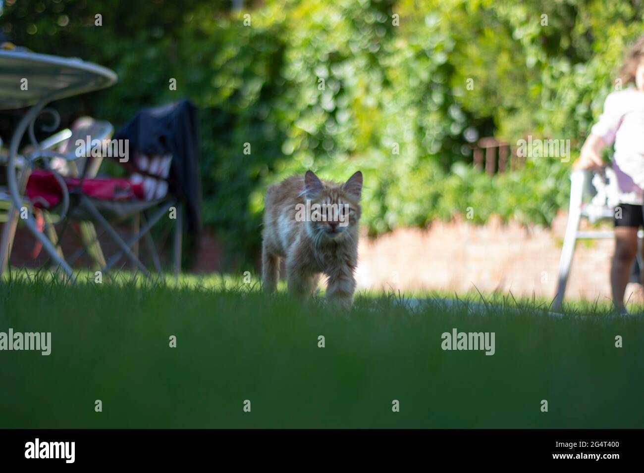 Kleine gelbe Katze kriecht auf dem Gras Stockfoto