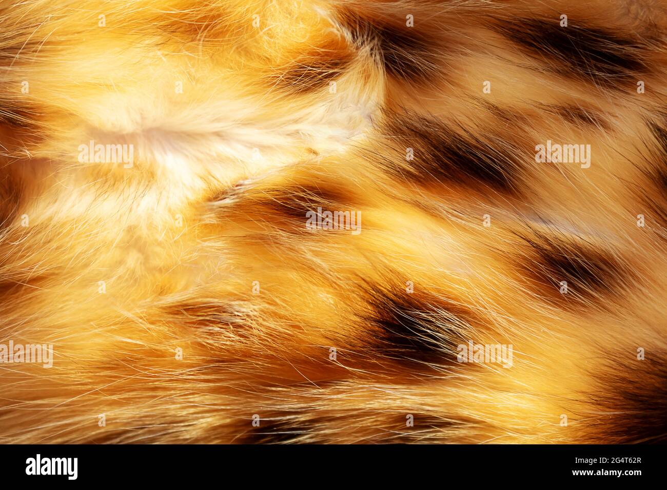 Cat fur texture -Fotos und -Bildmaterial in hoher Auflösung – Alamy