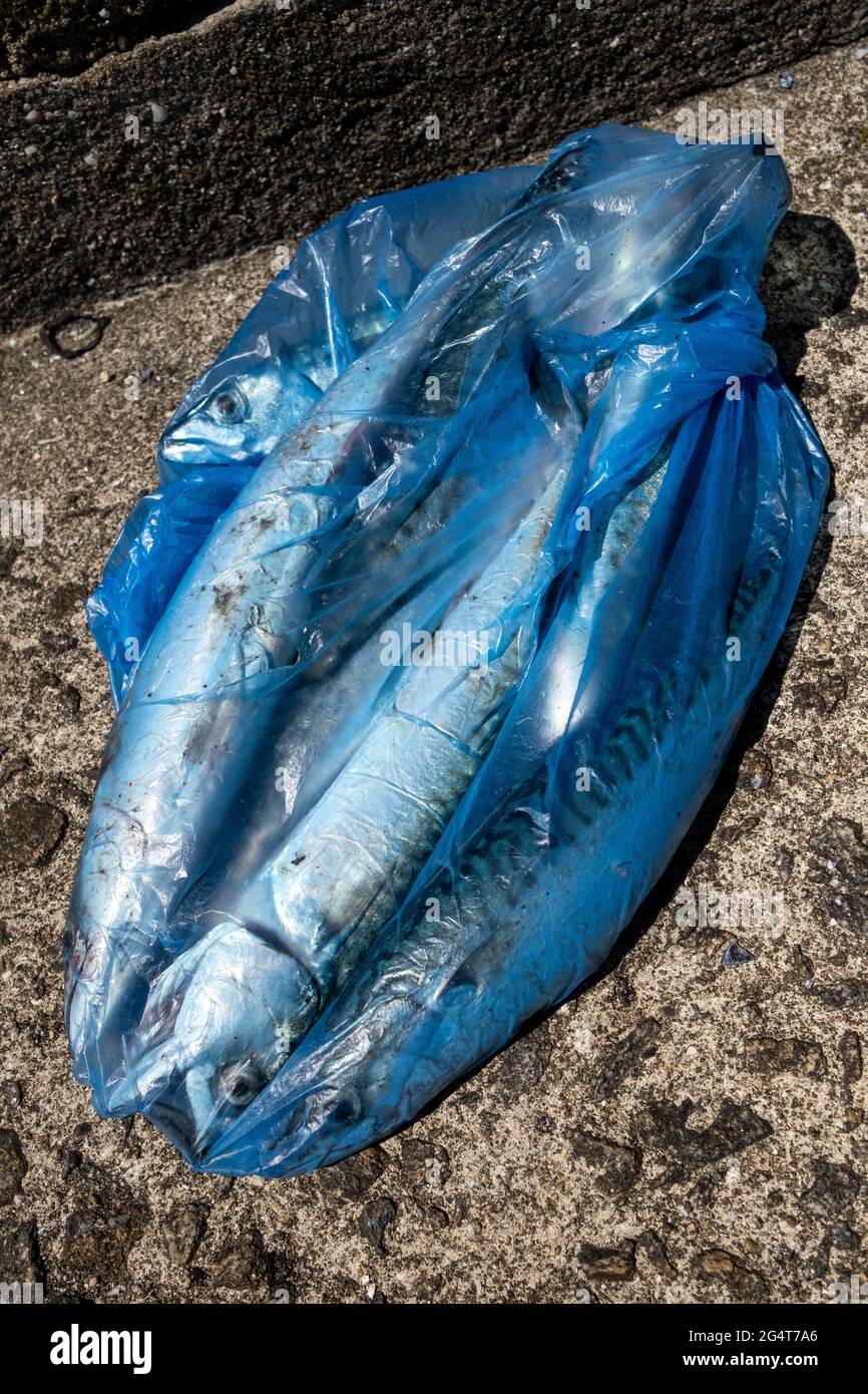 Frankreich, Bretagne. Illustration des täglichen Lebens. Foto von Martin Bertrand Frankreich, Bretagne, Illustration de vie quotidienne. Stockfoto