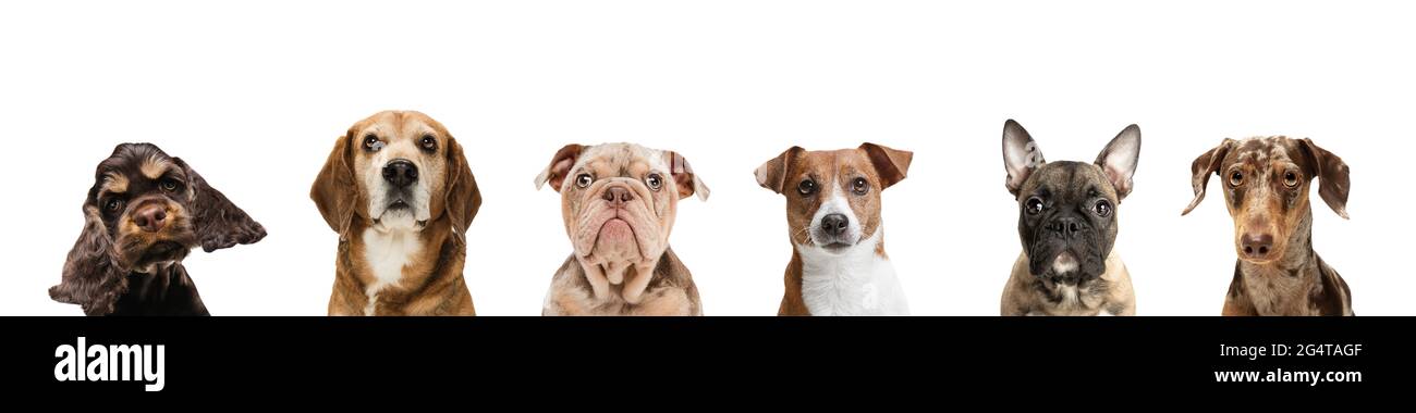 Gruppe von verschiedenen reinrassigen Hunden, die isoliert auf weißem Studiohintergrund sitzen. Collage Stockfoto