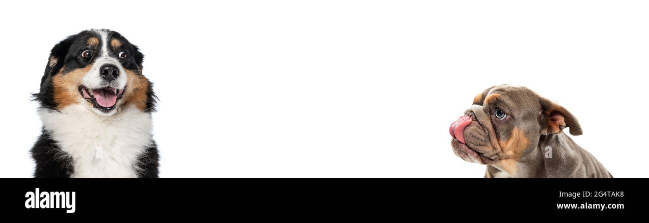 Bild von verschiedenen reinrassigen Hunden, die isoliert auf weißem Studiohintergrund sitzen. Collage Stockfoto