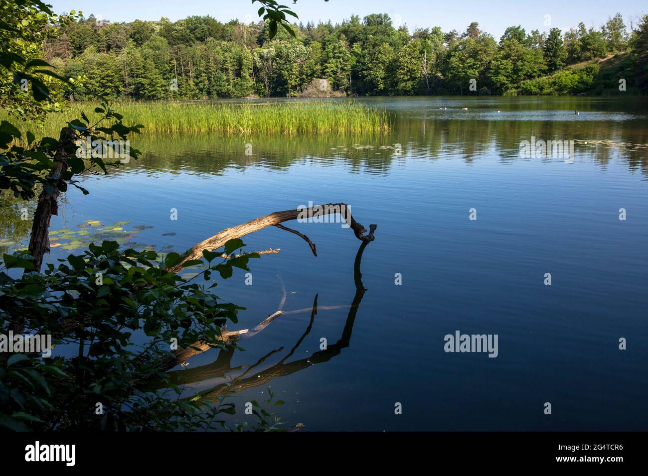 Der See Pionierbecken 3 im Königswald bei Köln, Nordrhein-Westfalen, Deutschland. Die Pionierbecken sind ehemalige Kiesgruben. Stockfoto