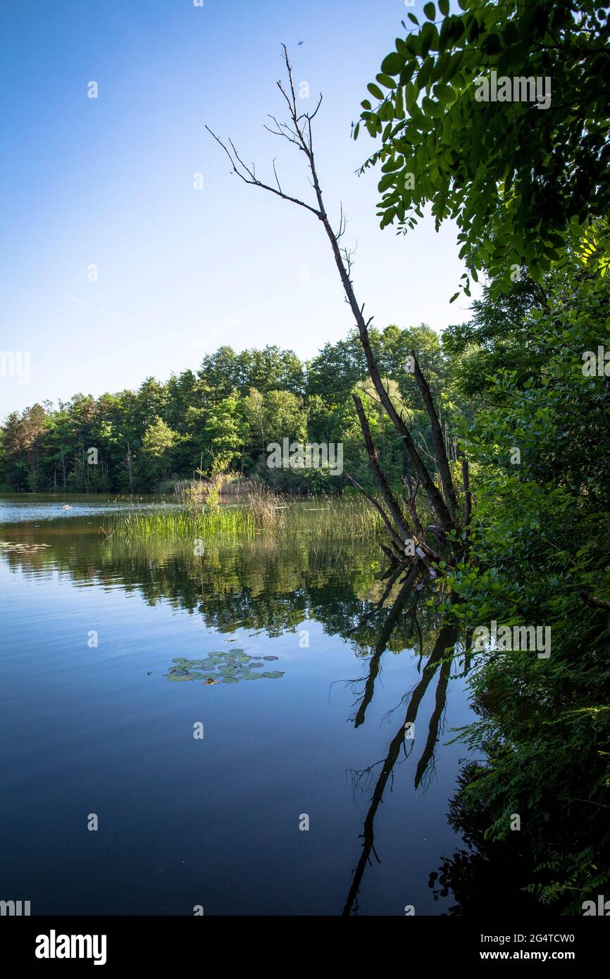 Der See Pionierbecken 3 im Königswald bei Köln, Nordrhein-Westfalen, Deutschland. Die Pionierbecken sind ehemalige Kiesgruben. Stockfoto