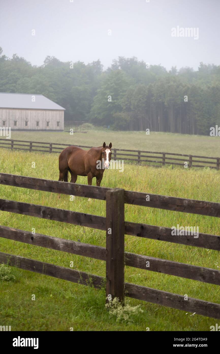 Ein schönes Pferd, das an einem nebligen Sommermorgen ruhig auf einer eingezäunten Weide steht. Stockfoto