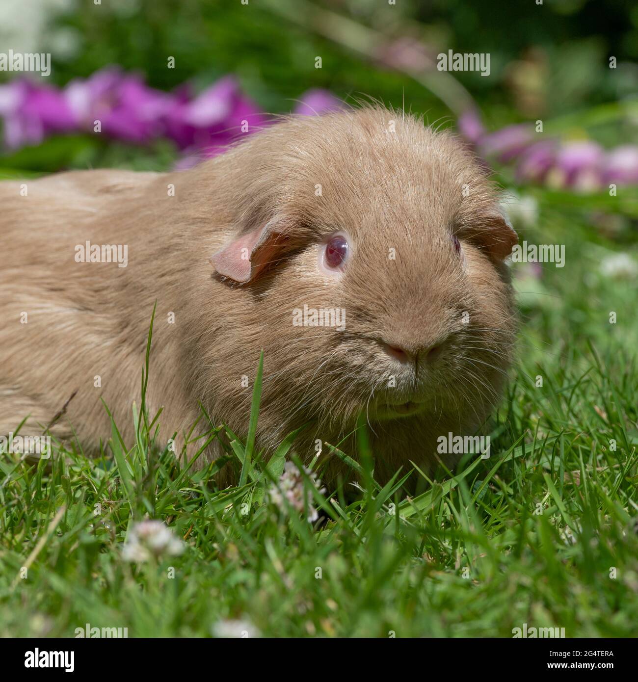 guineaschwein, lila glatt Stockfoto