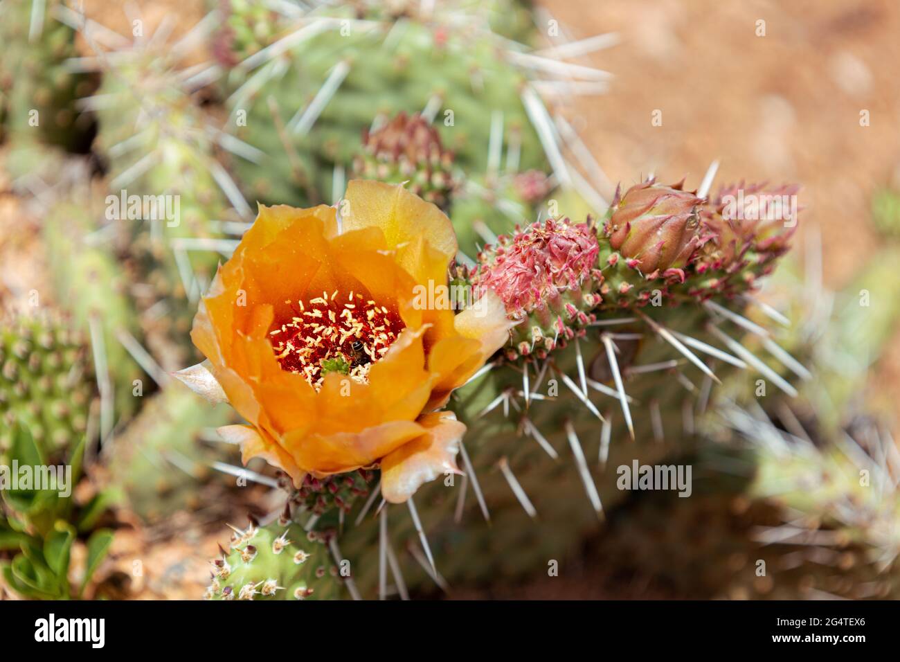 Eine Biene stöbert durch eine sich schließende Kaktusblüte. Stockfoto