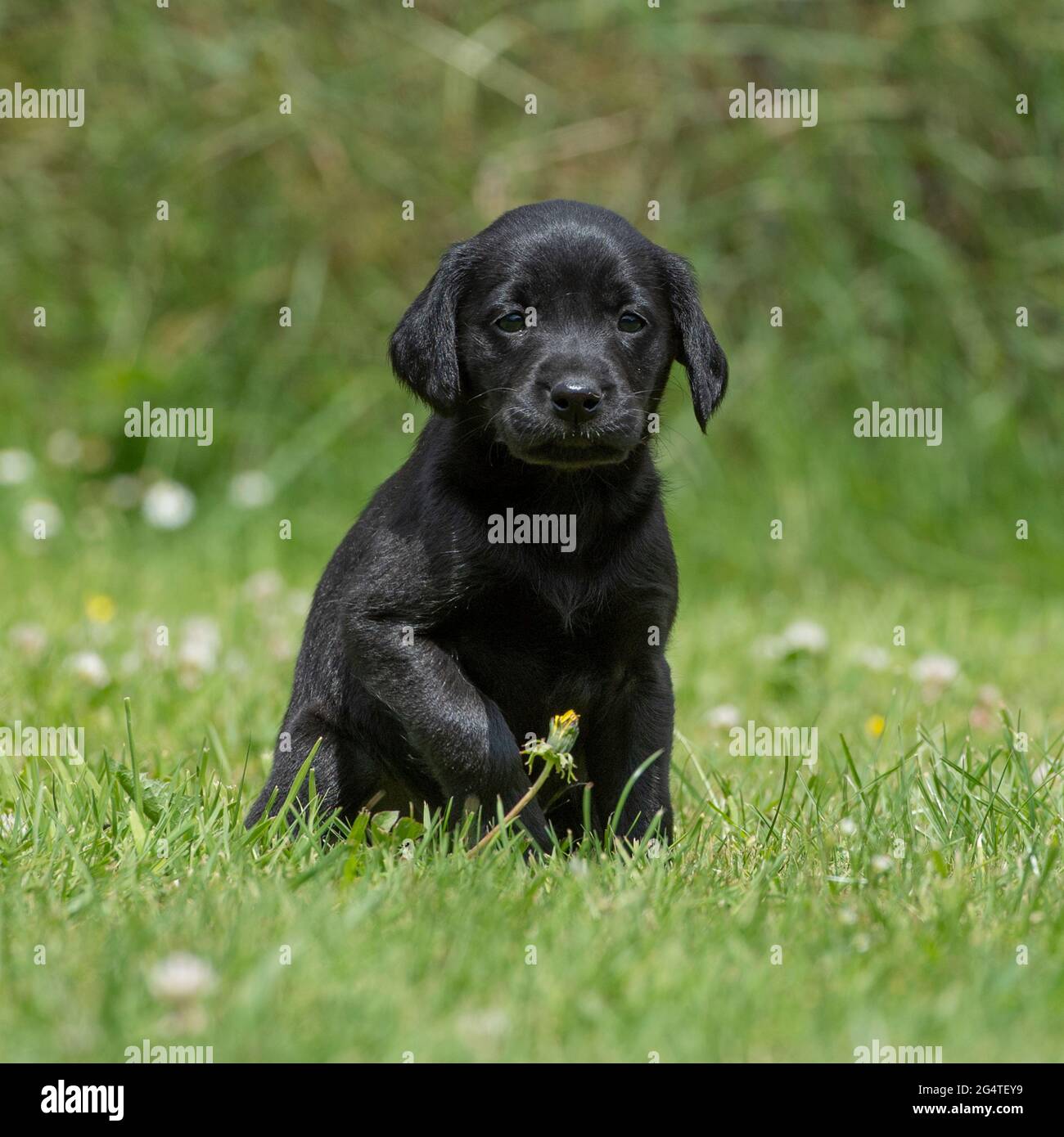 Schwarzer Labrador Retriever Welpe Stockfoto