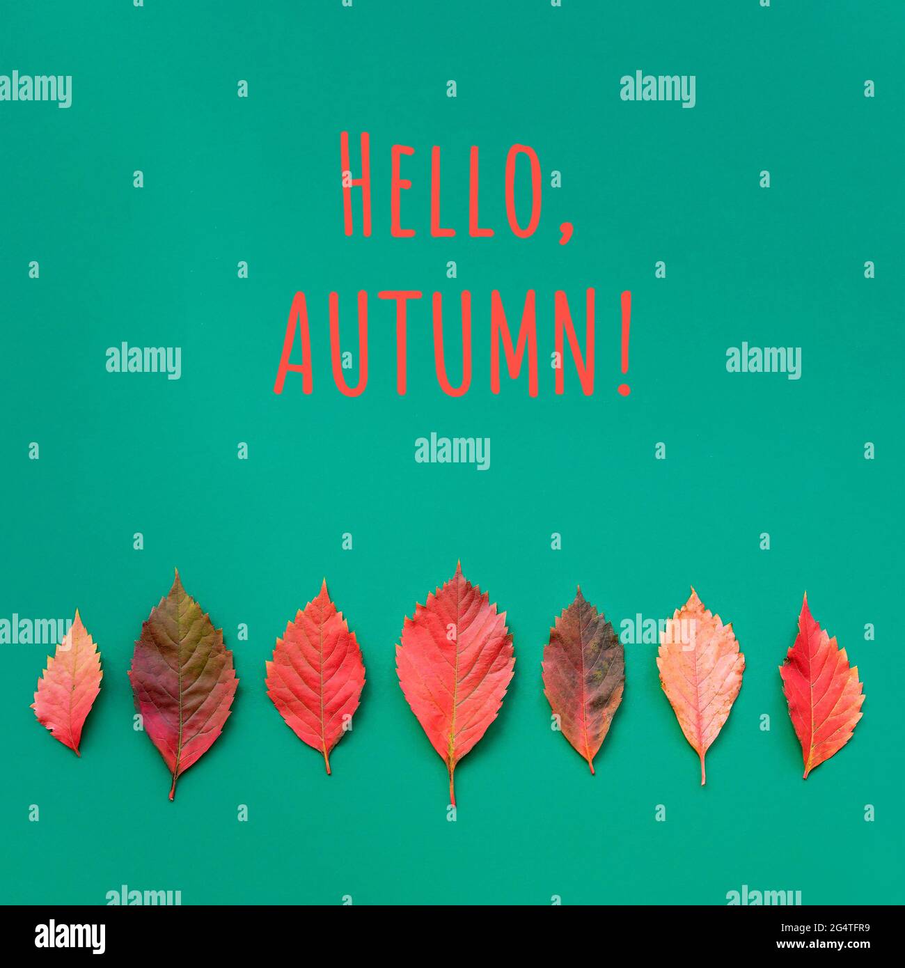 Bunte Herbstblätter und Text Hallo, Herbst auf grünem Hintergrund, Draufsicht. Stockfoto
