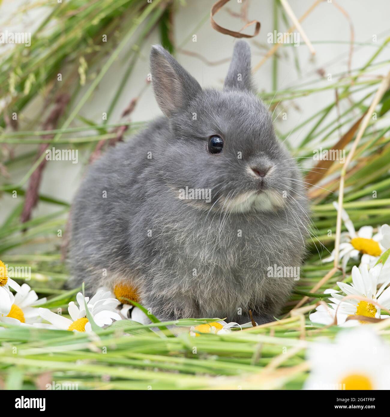 Zwergkaninchen der Niederlande Stockfoto