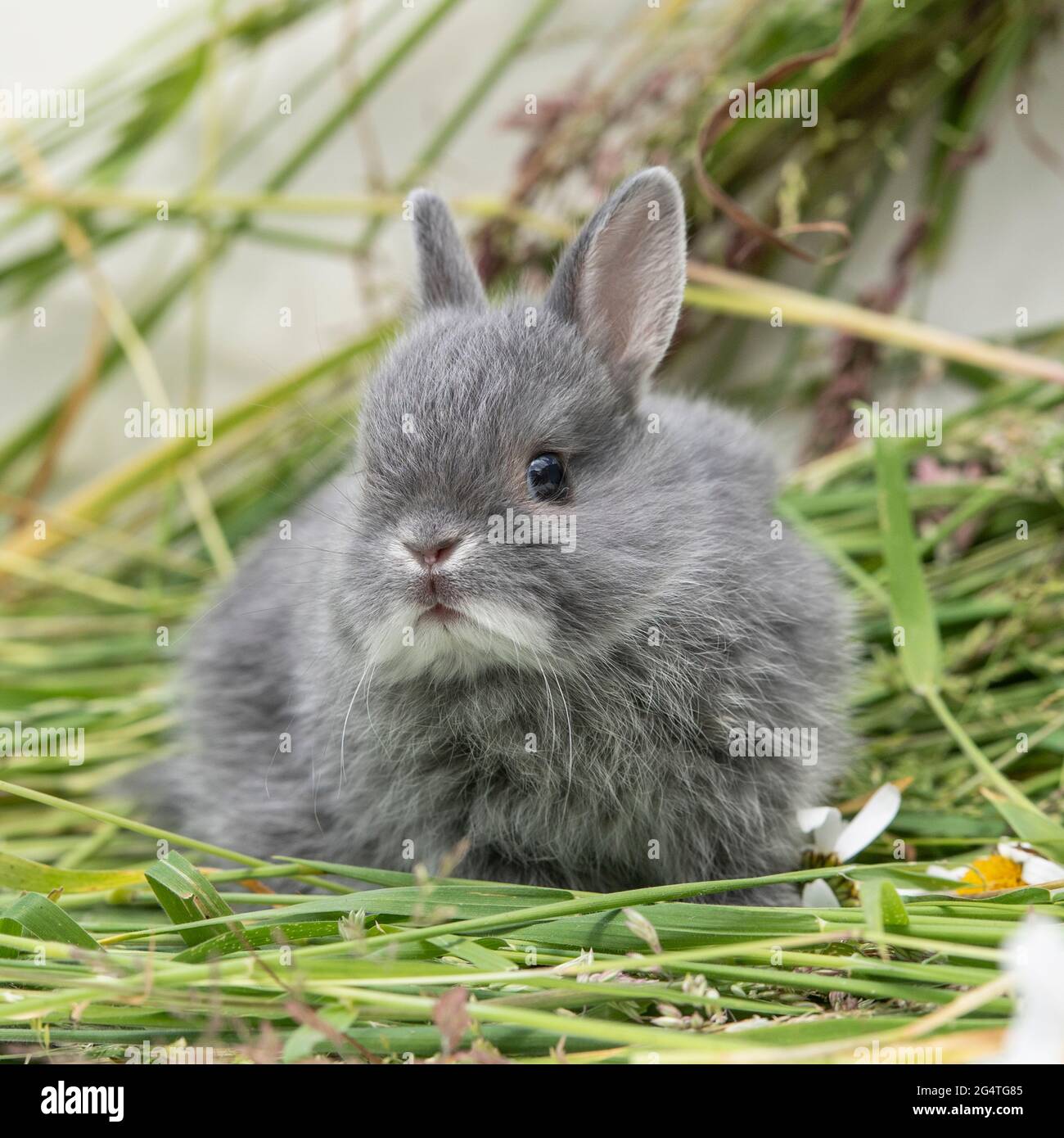 Zwergkaninchen der Niederlande Stockfoto