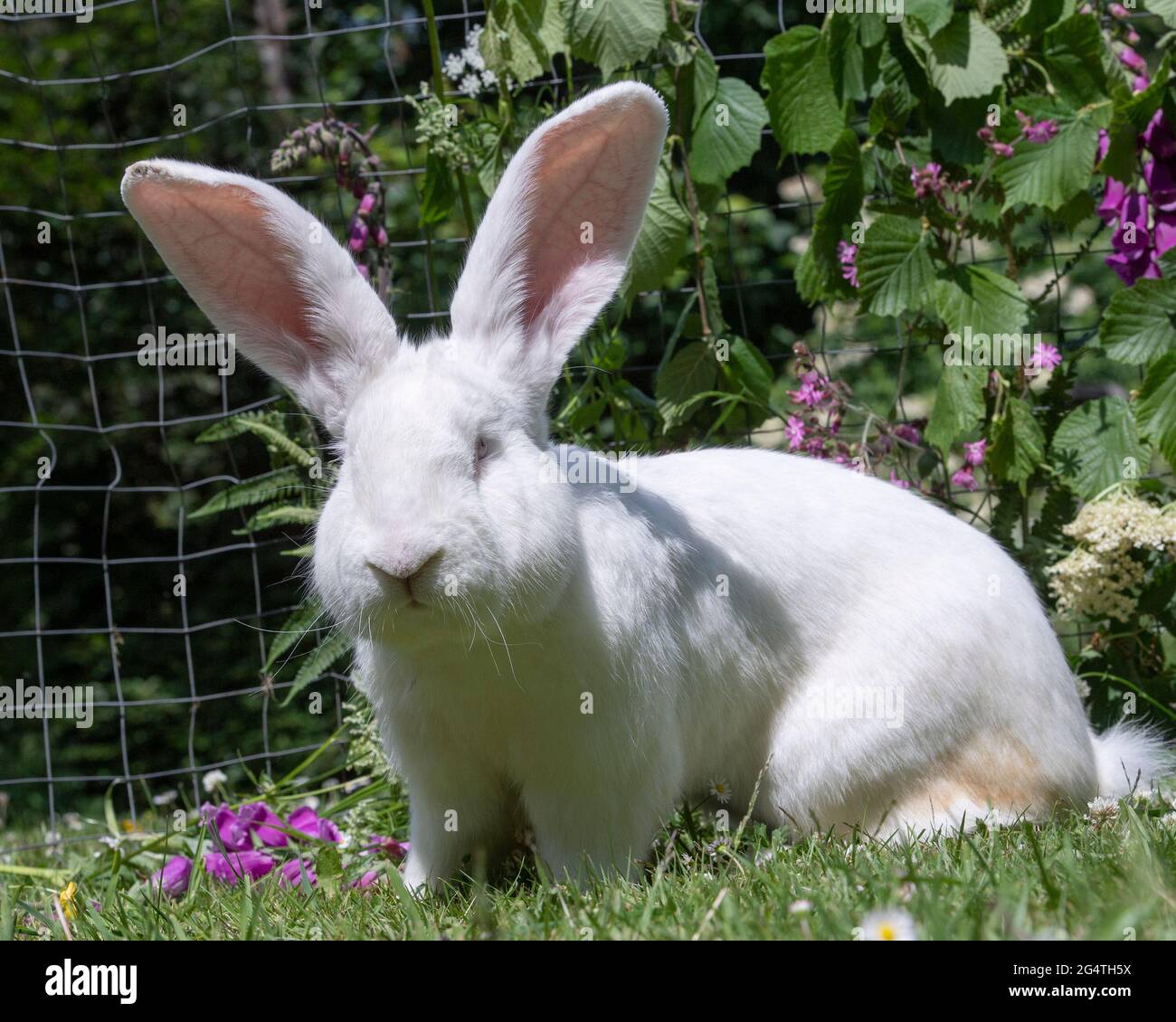 Flämischer Riese, weißes Kaninchen Stockfoto